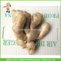 Produtor de gengibre Shandong Fresh Ginger 200g para exportação